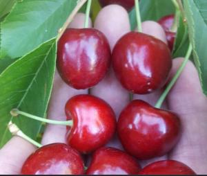 برای مشاهده تصویر بزرگتر کلیک کنید
