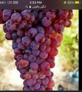 برای مشاهده تصویر بزرگتر کلیک کنید