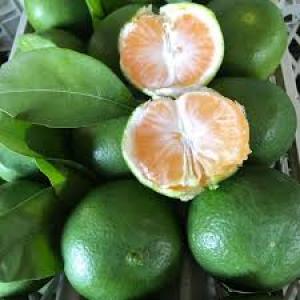 برای مشاهده تصویر بزرگتر کلیک کنید