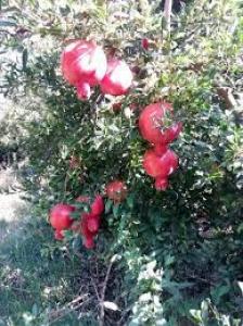 برای مشاهده تصویر بزرگتر کلیک کنید