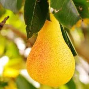برای مشاهده تصویر بزرگتر کلیک کنید