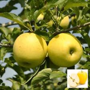 برای مشاهده تصویر بزرگتر کلیک کنید