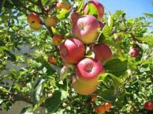 برای مشاهده تصویر بزرگتر کلیک کنید