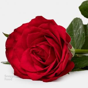برای مشاهده تصویر بزرگتر کلیک کنید