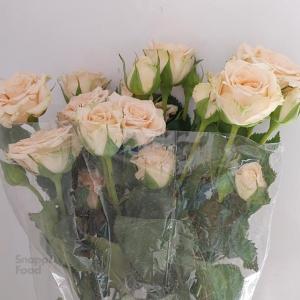 برای مشاهده تصویر بزرگتر کلیک کنید