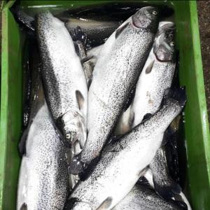 برای مشاهده تصویر بزرگتر کلیک کنید