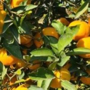 برای مشاهده تصویر بزرگتر کلیک کنید