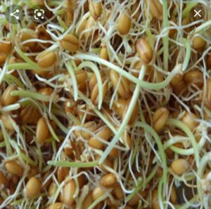 برای مشاهده تصویر بزرگتر کلیک کنید