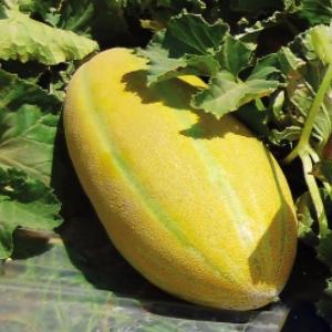برای مشاهده تصویر بزرگتر کلیک کنید